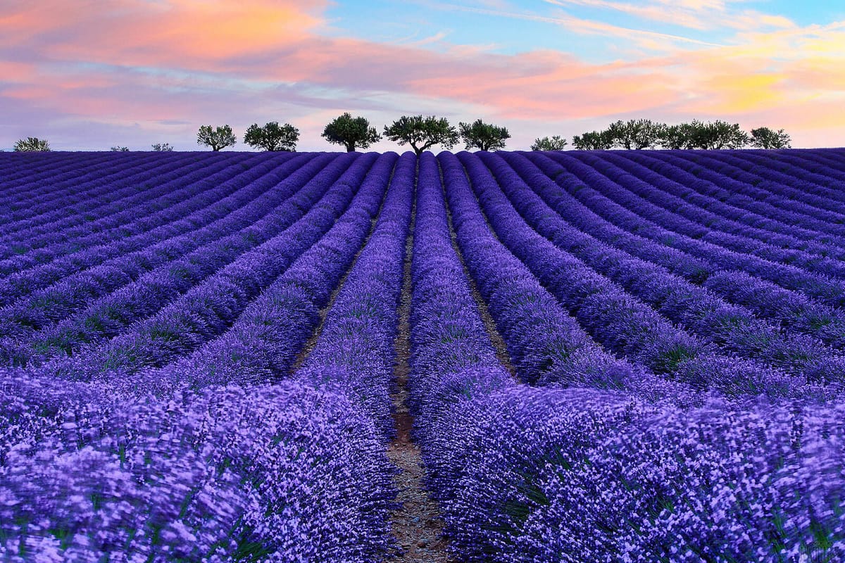 Cultivo de Lavanda